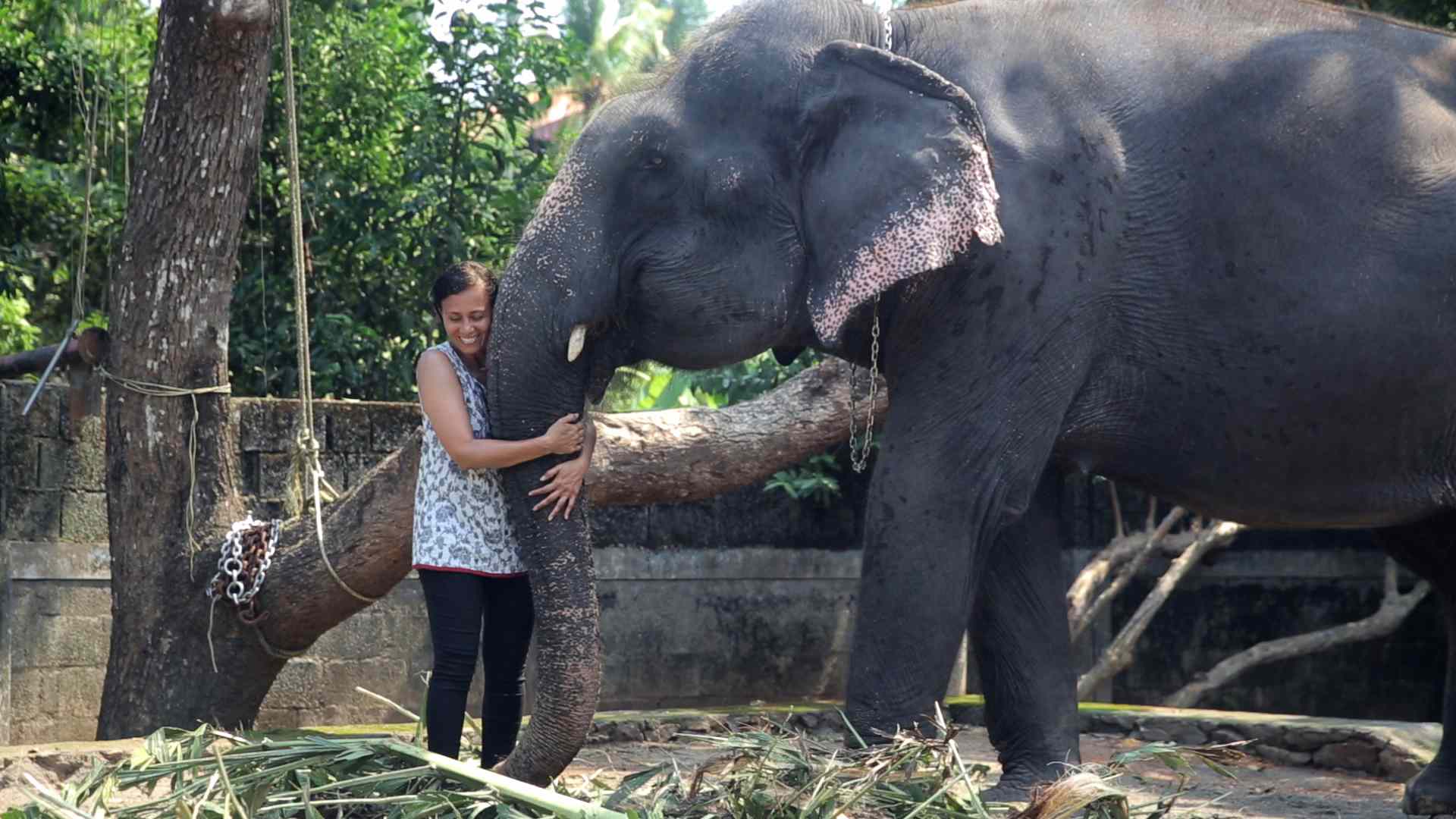 Sangita Iyer和亚洲象