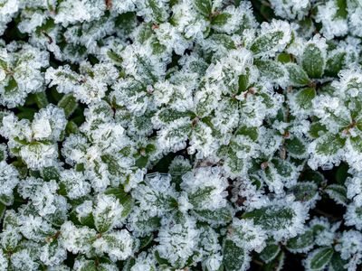 Lingonberry leaves in the snow