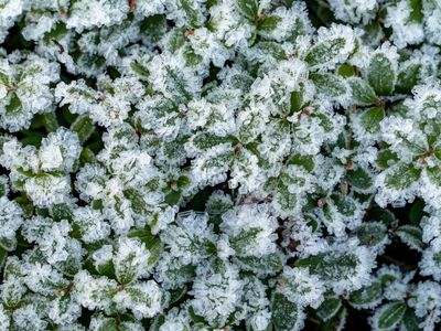 越橘叶在雪地里