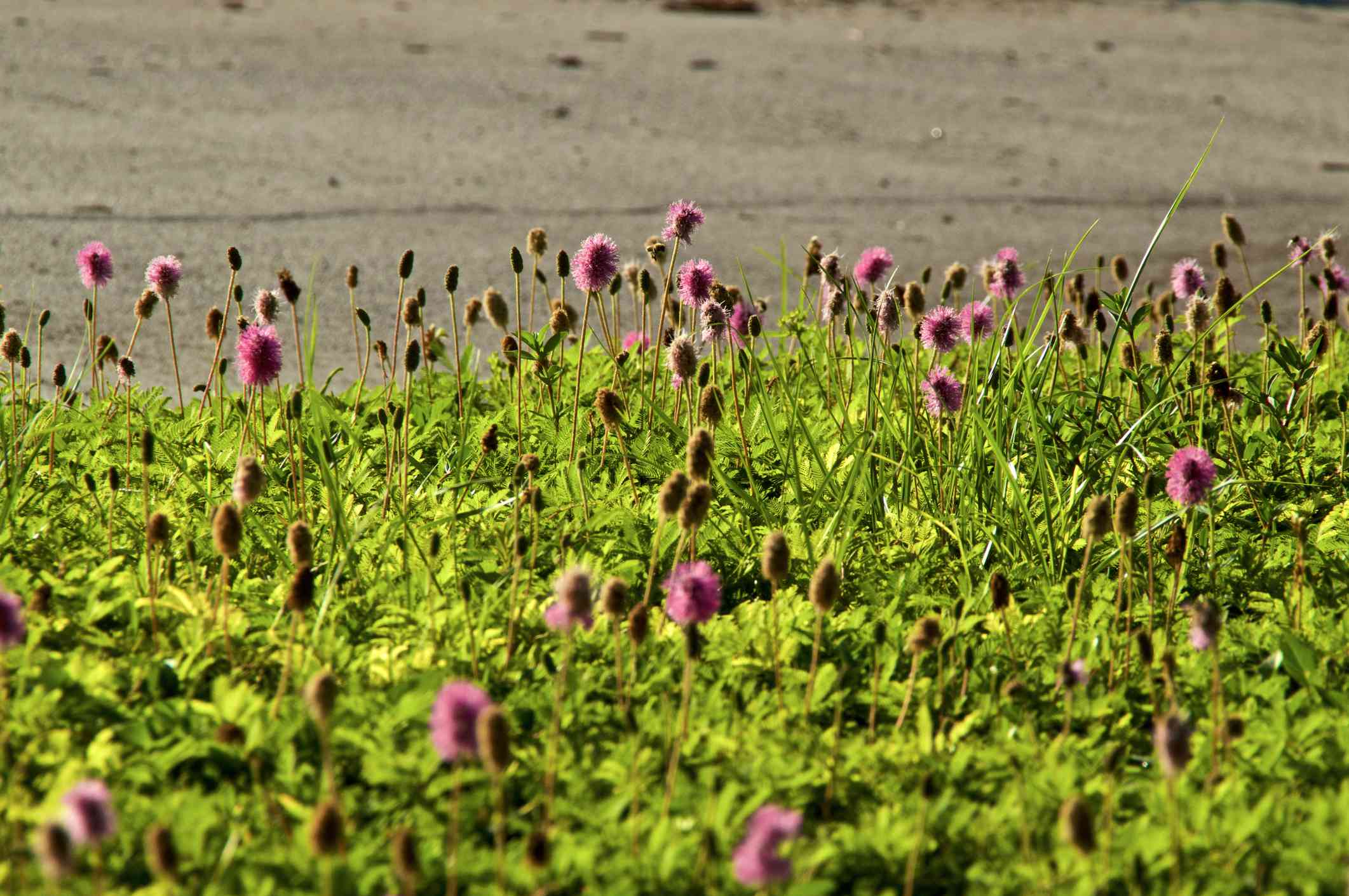 含羞草(mimosa strigillosa)＂width=