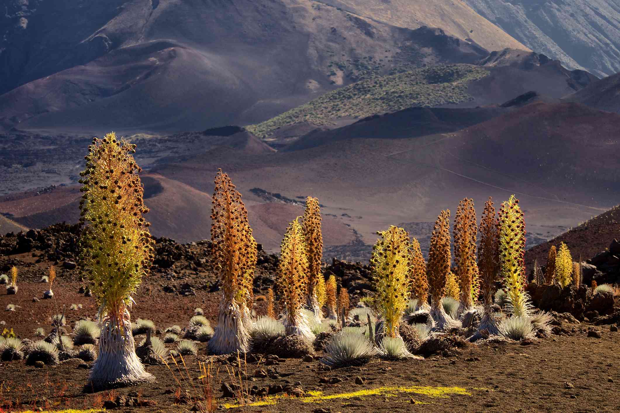 Haleakalāsilversword格罗夫＂width=