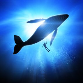从下面看到的鲸鱼和人类在海洋中游泳＂width=