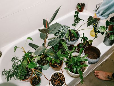 集团在白色淋浴盆的植物等待水