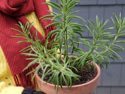 女人在冬天衣服带来了外面的植物在秋季保护他们