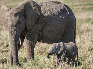 非洲大象母亲和小牛