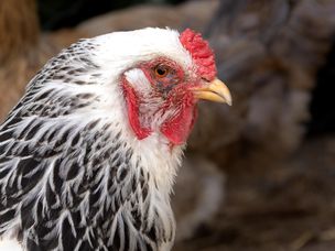 鸡的侧面视图与红色的荆垂和黑白羽毛