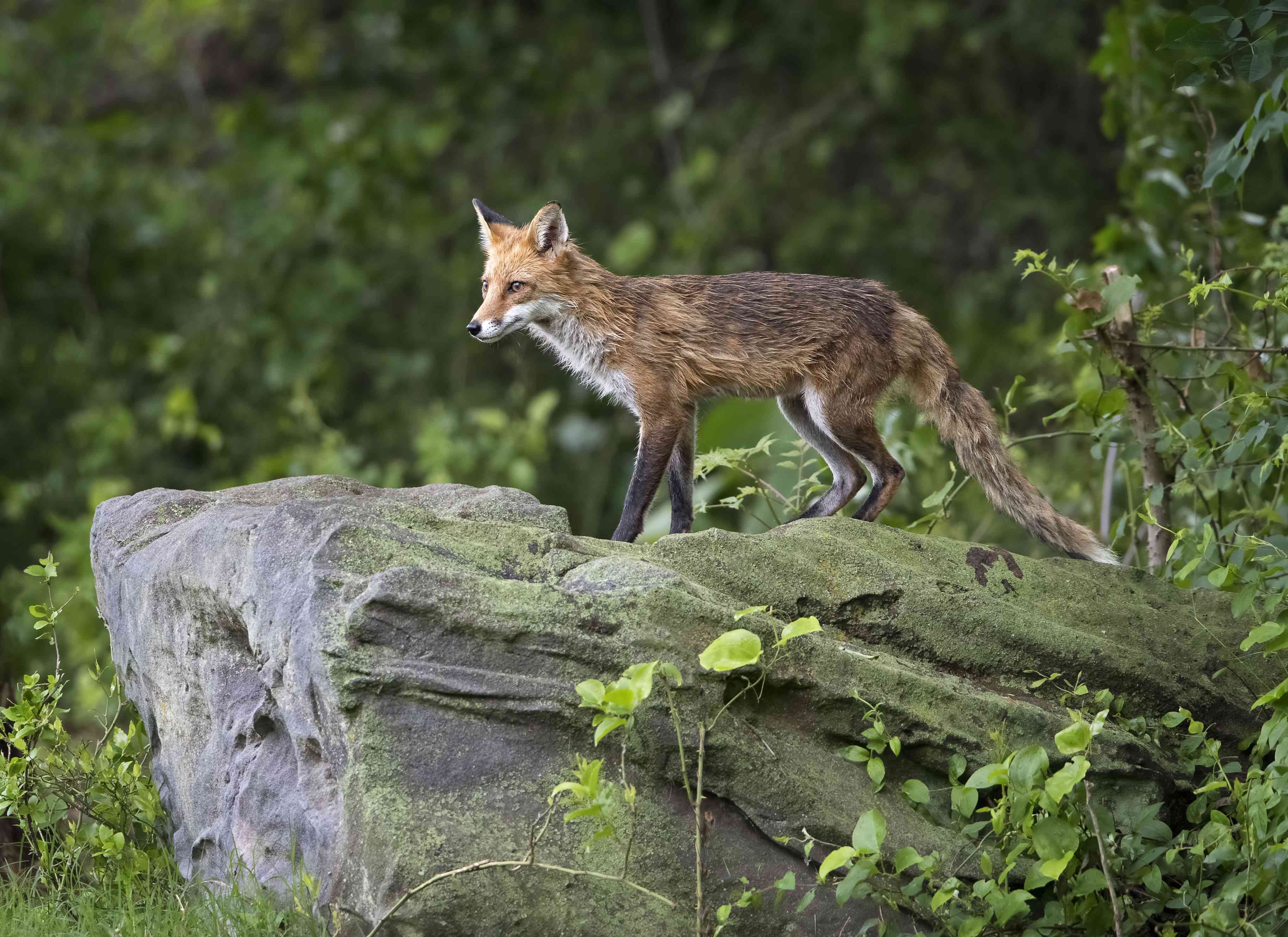 长着黑毛的红狐狸站在岩石上＂width=