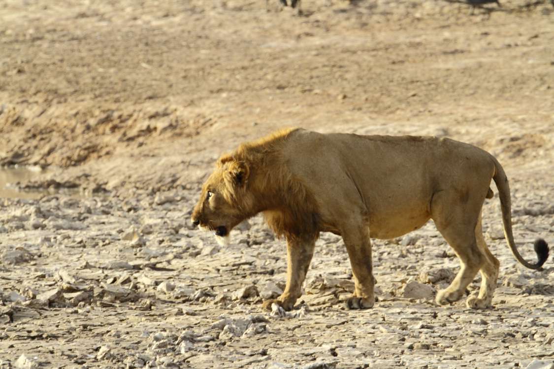 来自贝宁潘贾里国家公园的西非雄狮。＂width=