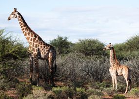 矮长颈鹿在纳米比亚于2018年3月与成年男性。