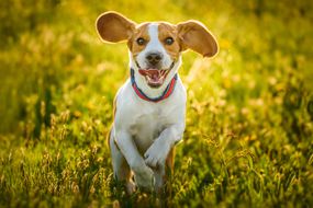 跑在一个草的领域的小猎犬