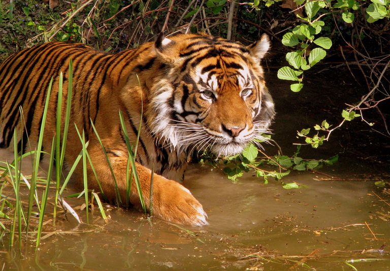老虎涉水过浑水