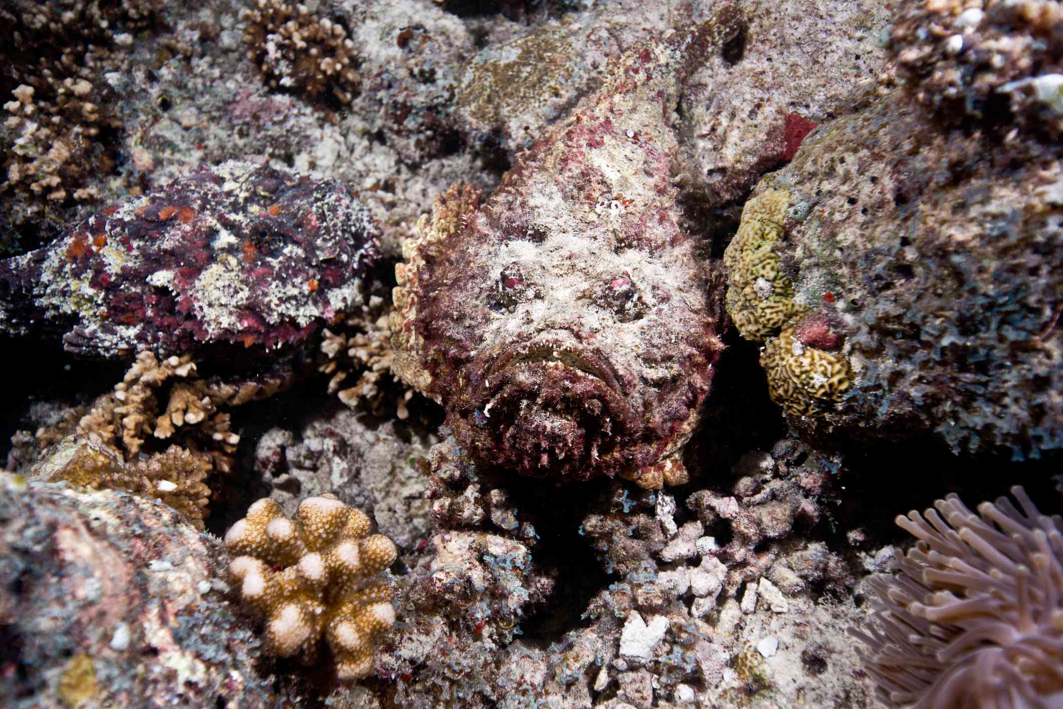 白色和紫色的石鱼与周围的珊瑚融为一体＂width=