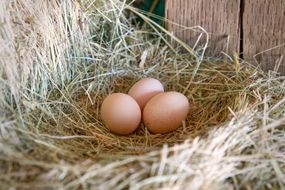 三个褐色的农场新鲜鸡蛋放在鸡舍的干草床上