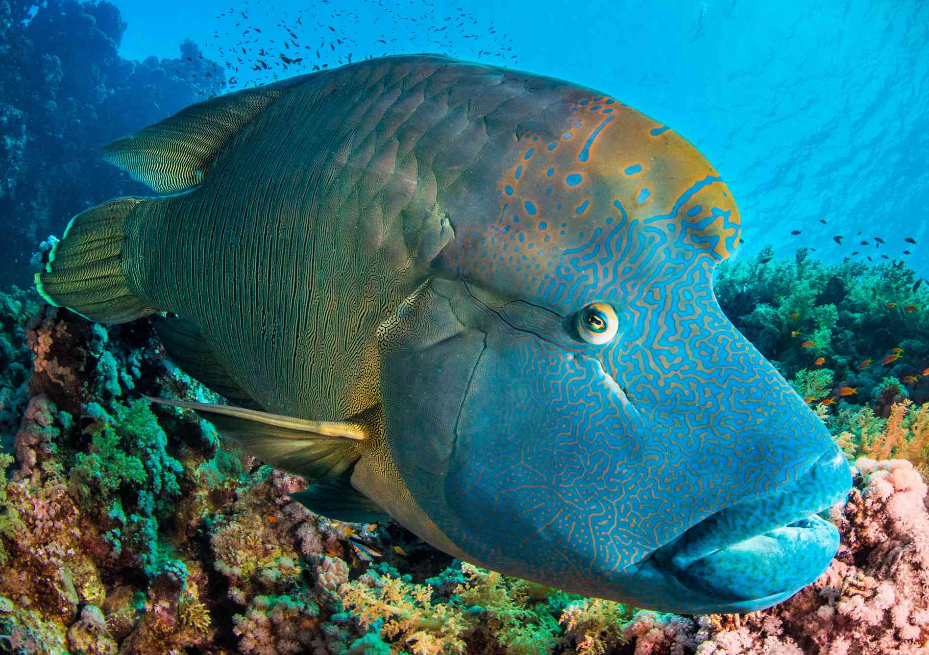 色彩斑斓的珊瑚礁上，一只蓝脸的座头隆头鱼。＂width=