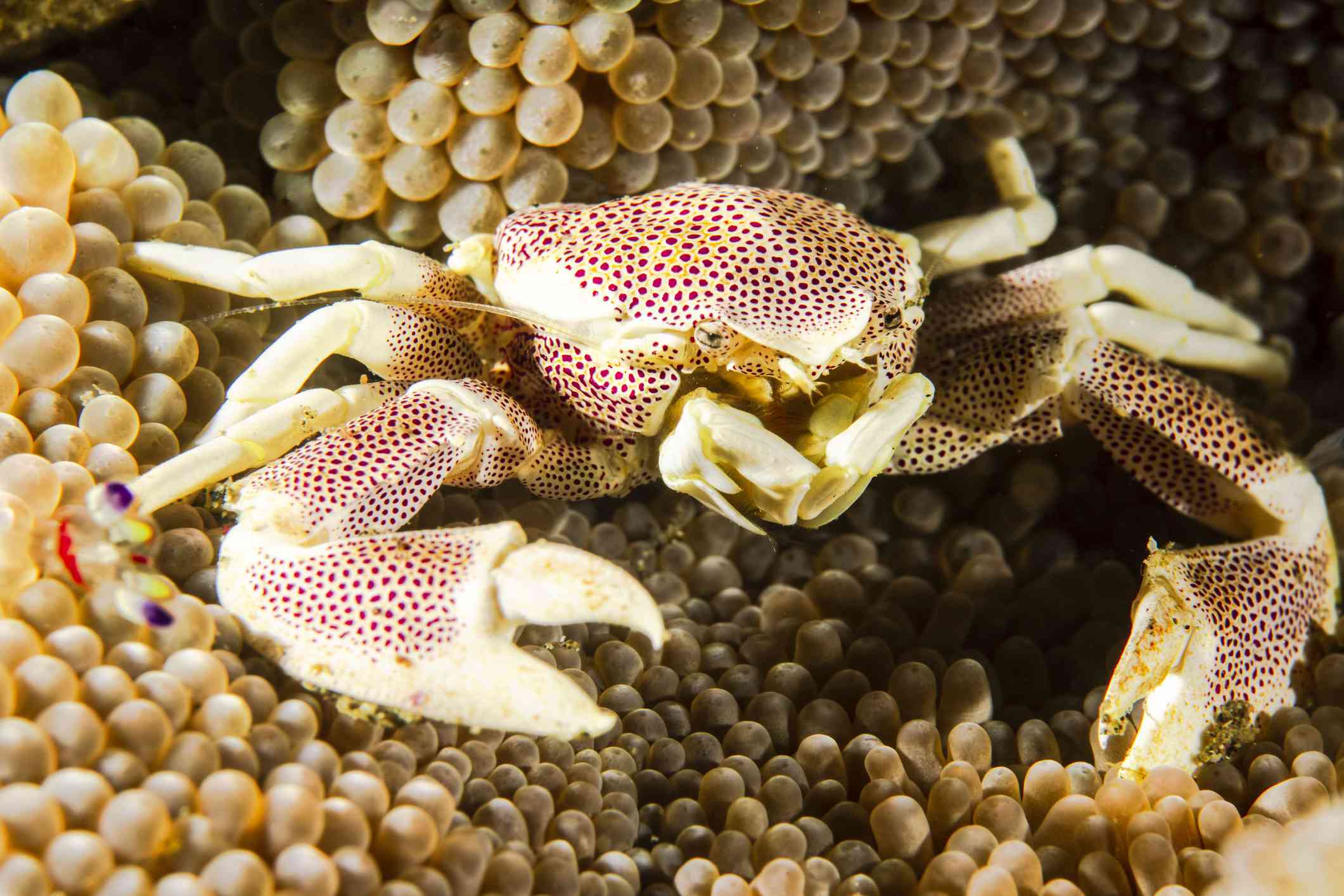 一只点缀在海葵上的瓷蟹。