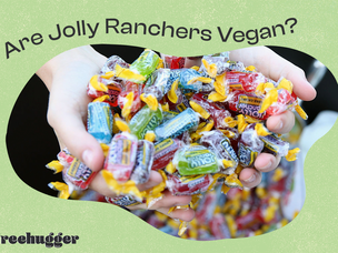 jolly ranchers是素食照片插图吗