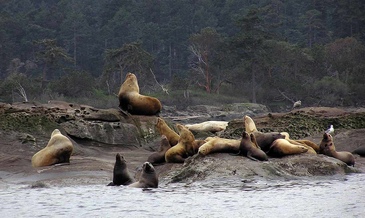 一群虎头海狮聚集在水边。