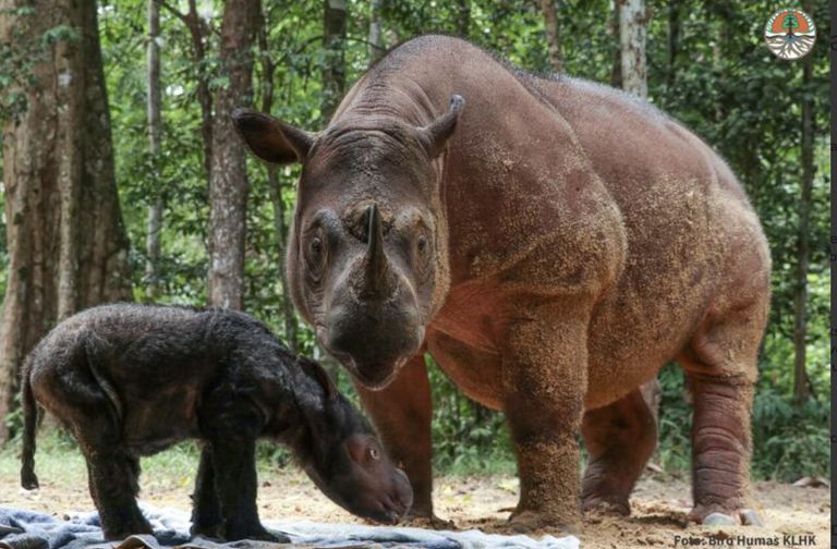 苏门答腊犀牛妈妈和小犀牛＂class=