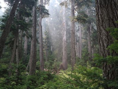 不列颠哥伦比亚省旧增长森林