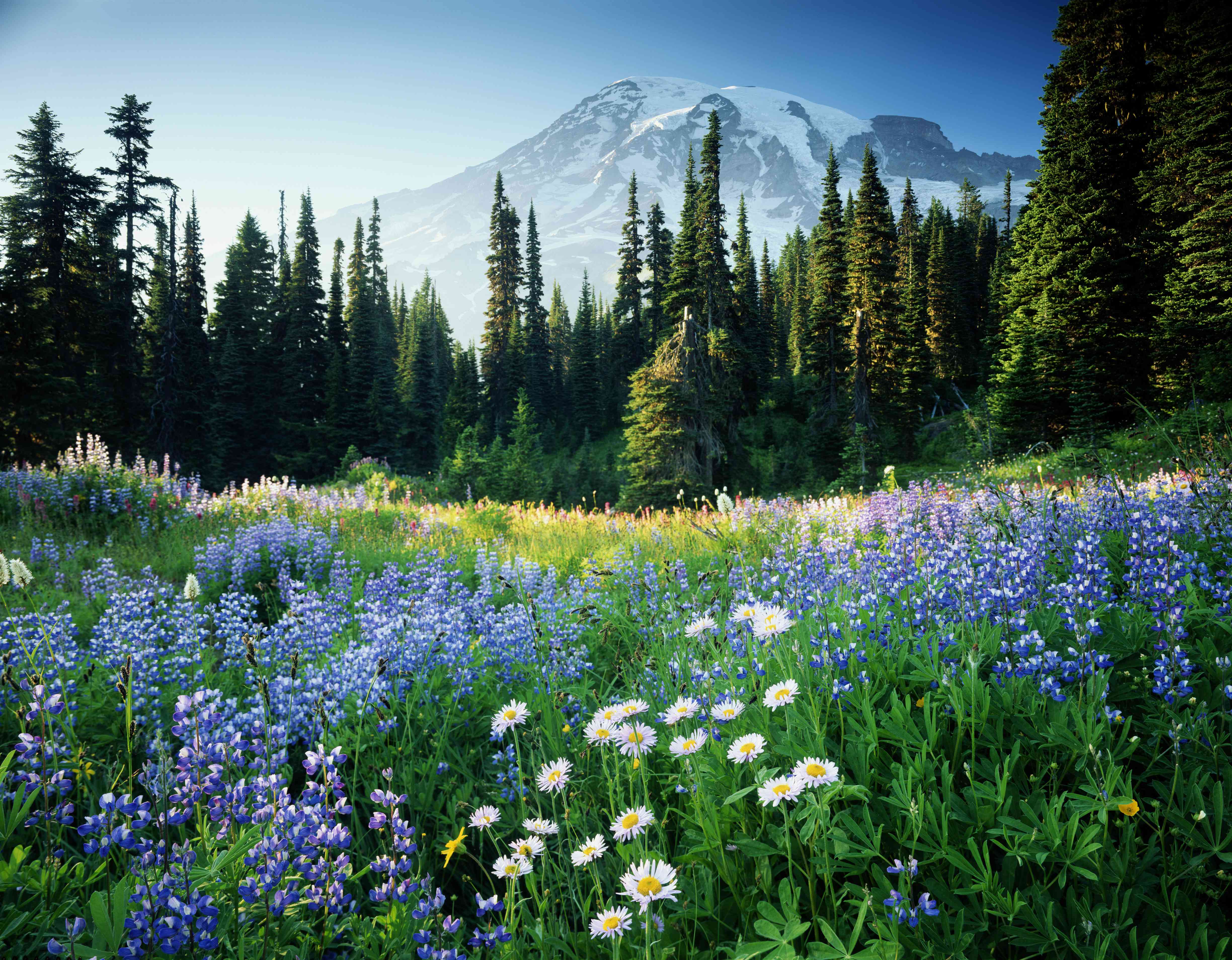 美国，华盛顿，雷尼尔山国家公园，山rainier and Flower M“width=