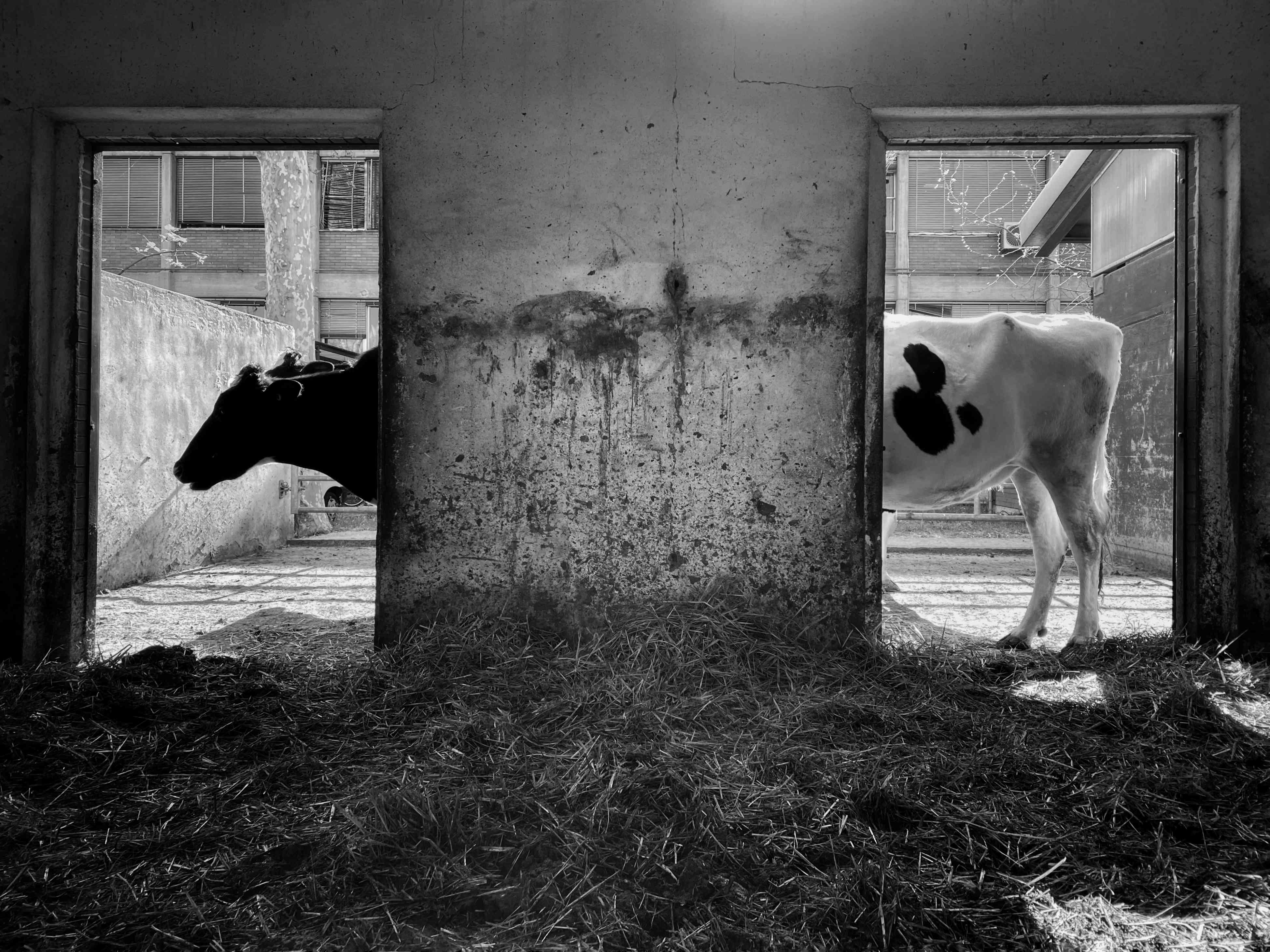 奶牛在谷仓