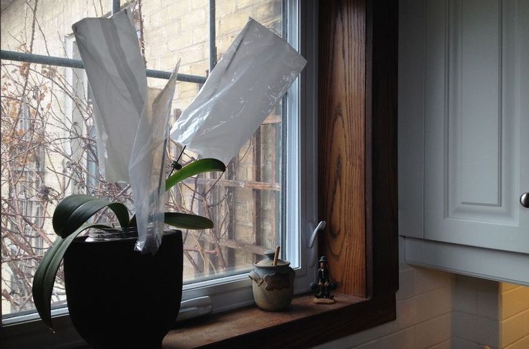 牛奶袋在窗台上的一株兰花上干燥