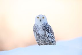 雪鸮在雪堆里