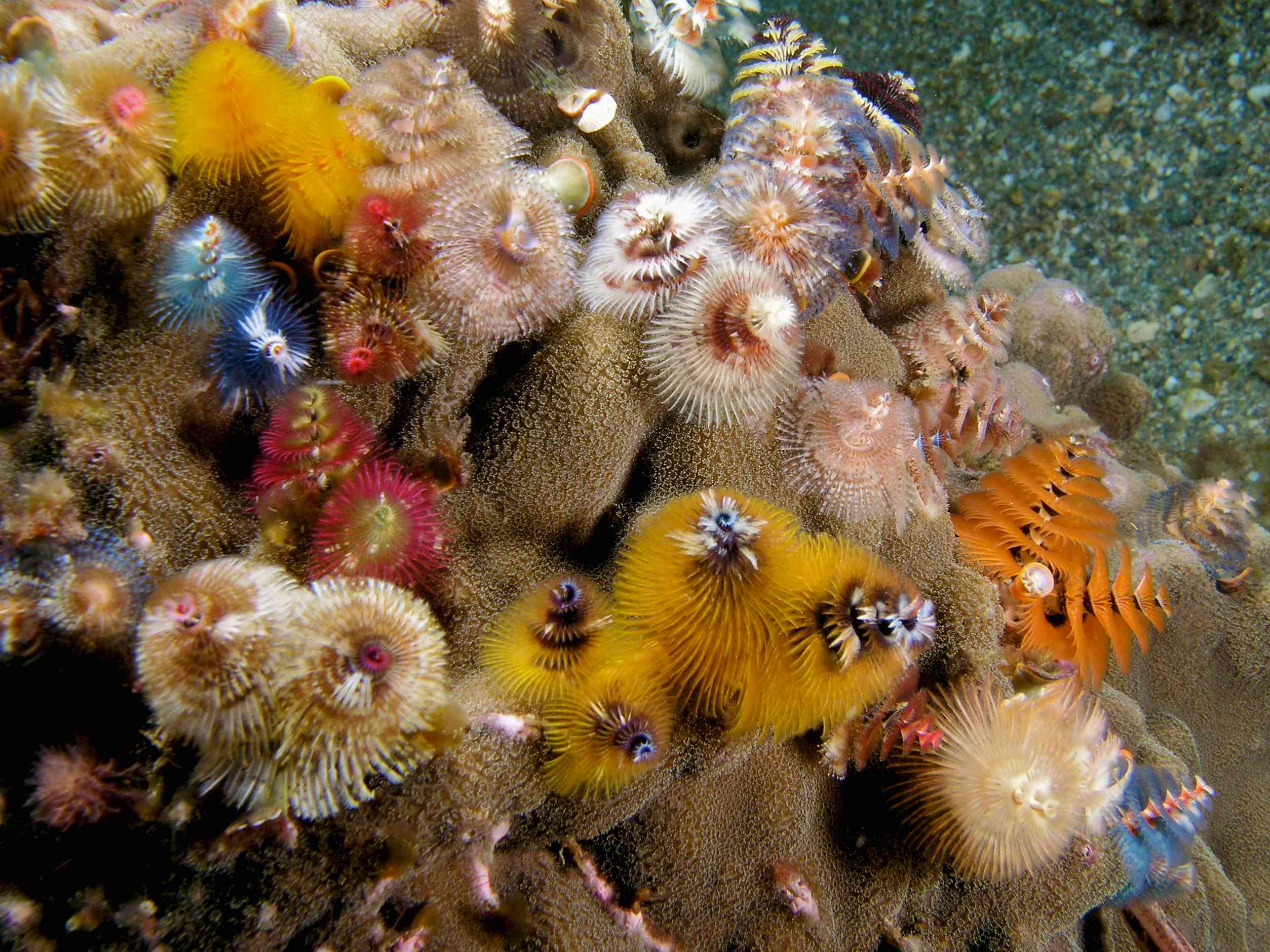 色彩鲜艳的圣诞树蠕虫从珊瑚中冒出来＂width=