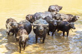 一群水牛，在素可泰省(泰国)
