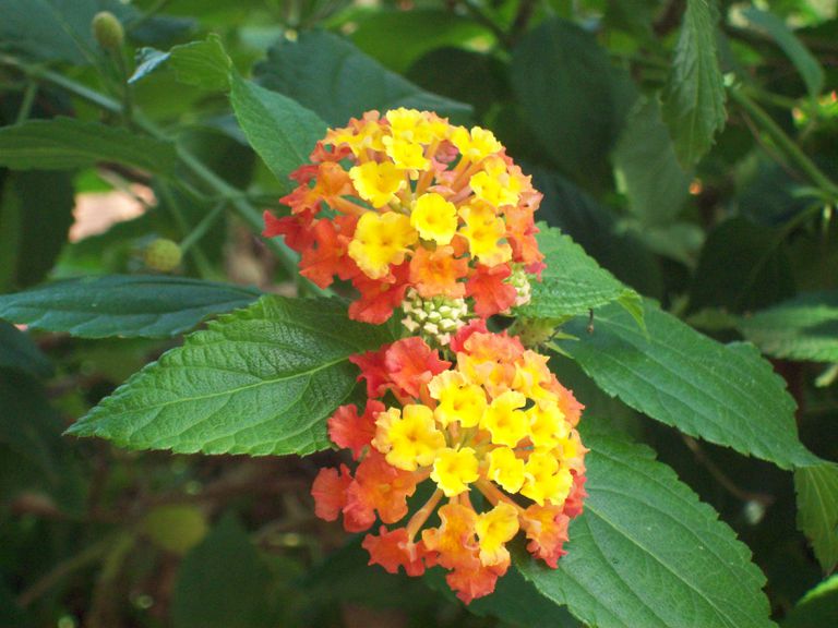 拉塔红蔓延花植物