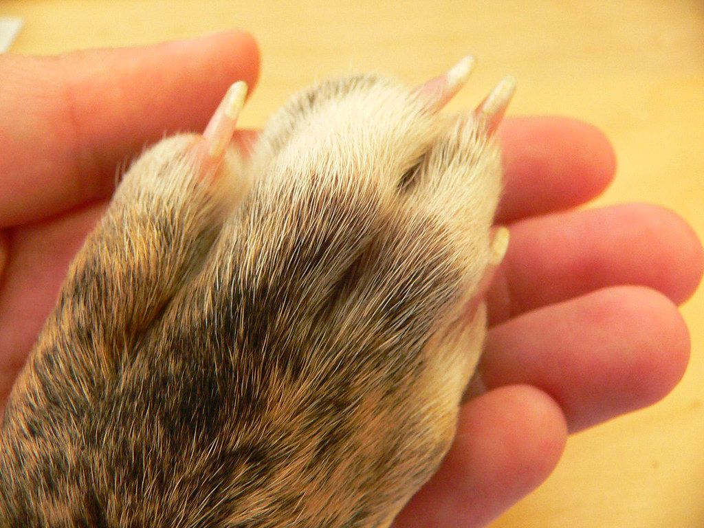人手里的一只灰狗的兔爪＂width=