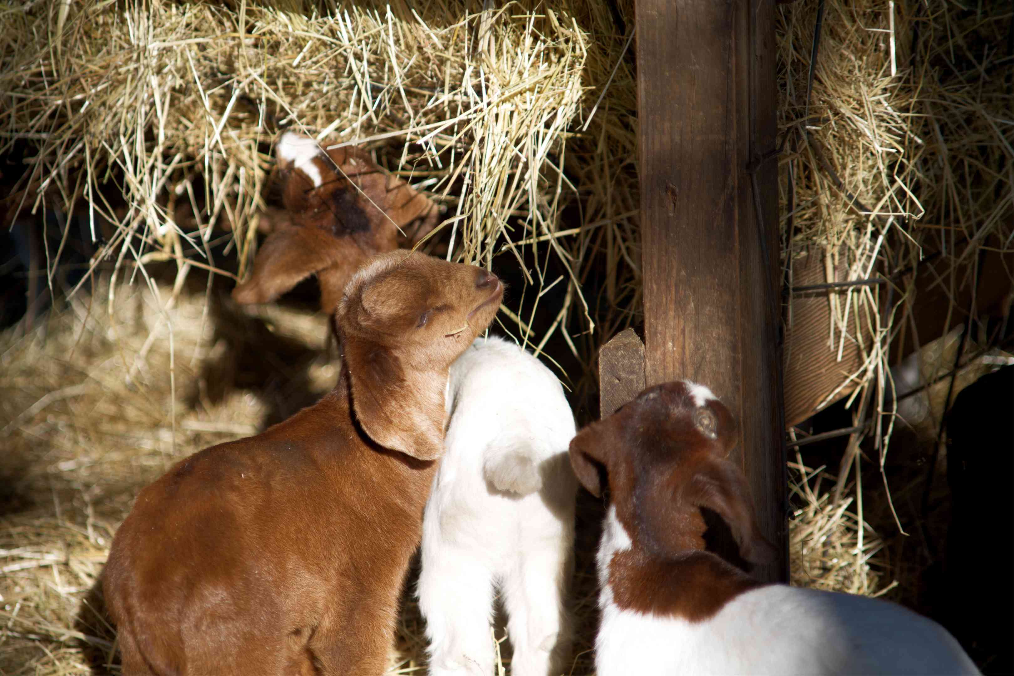 三只棕白相间的小山羊在木谷仓里吃干草＂width=