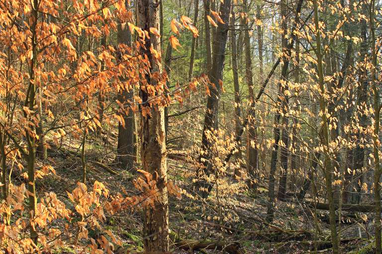 秋天的美洲山毛榉森林