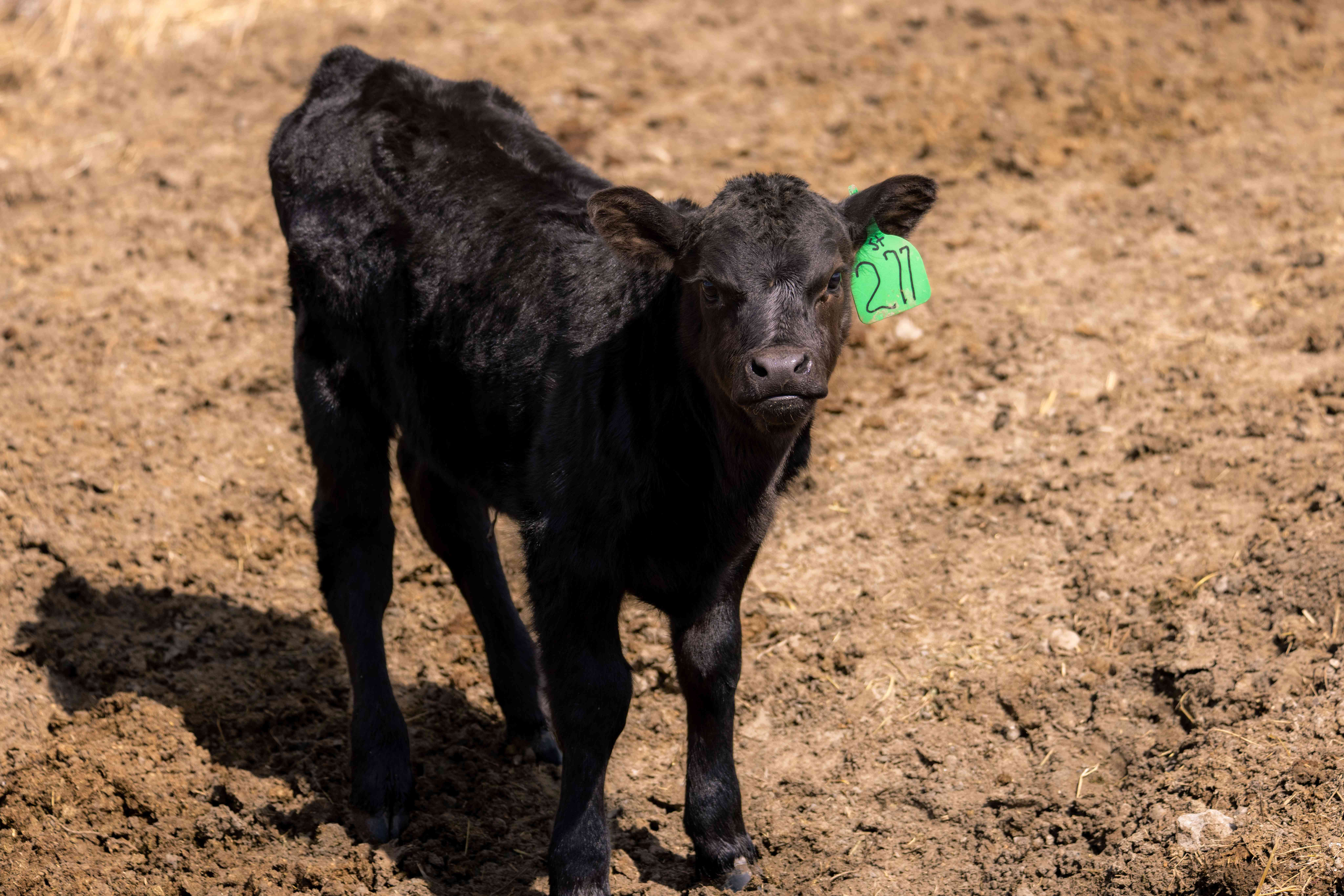 黑色的小奶牛，戴着绿色的耳牌，在泥泞无草的田野里