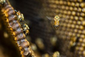 亚马逊中无刺的蜜蜂“width=