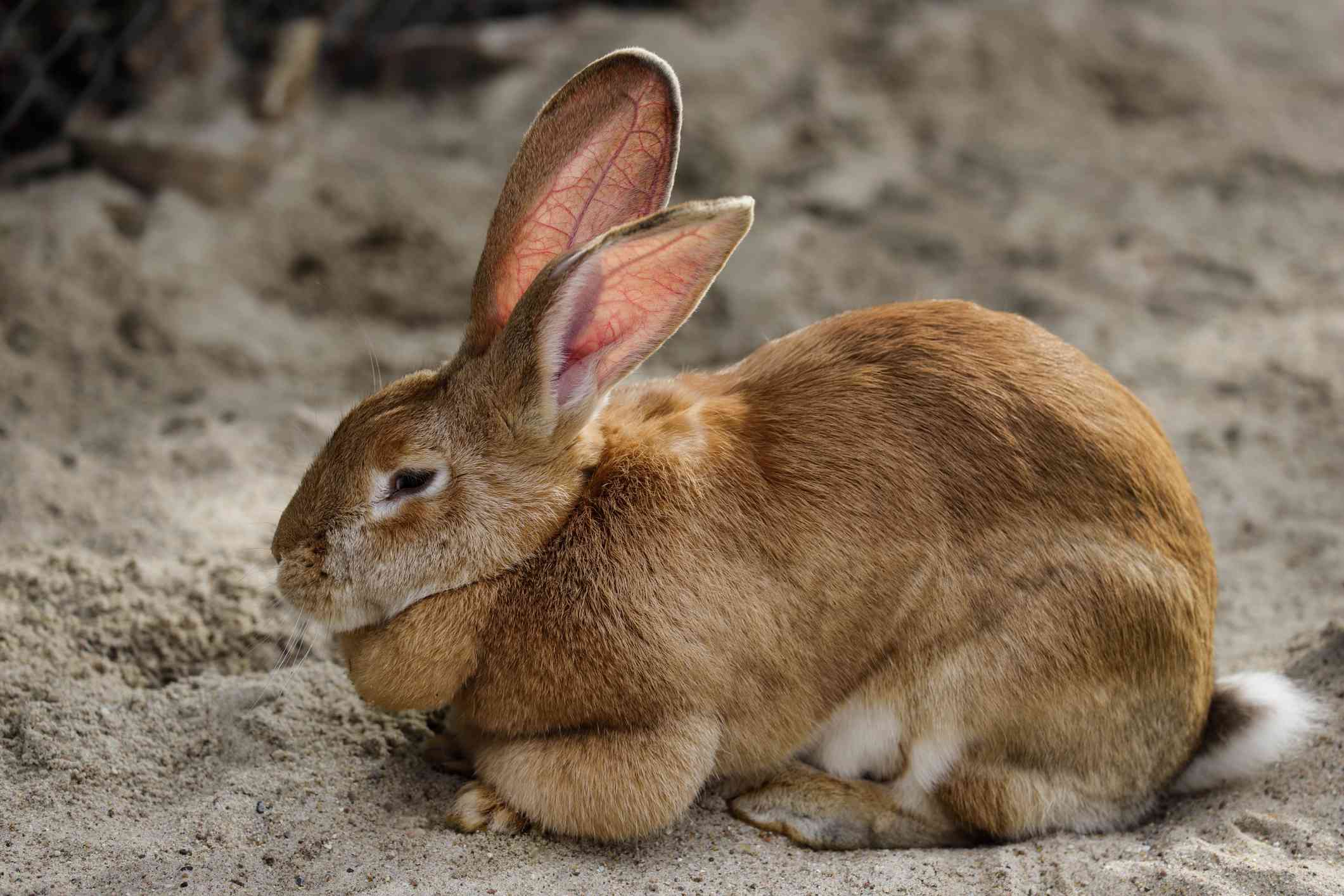 侧面的佛兰德巨型兔子坐在沙滩上