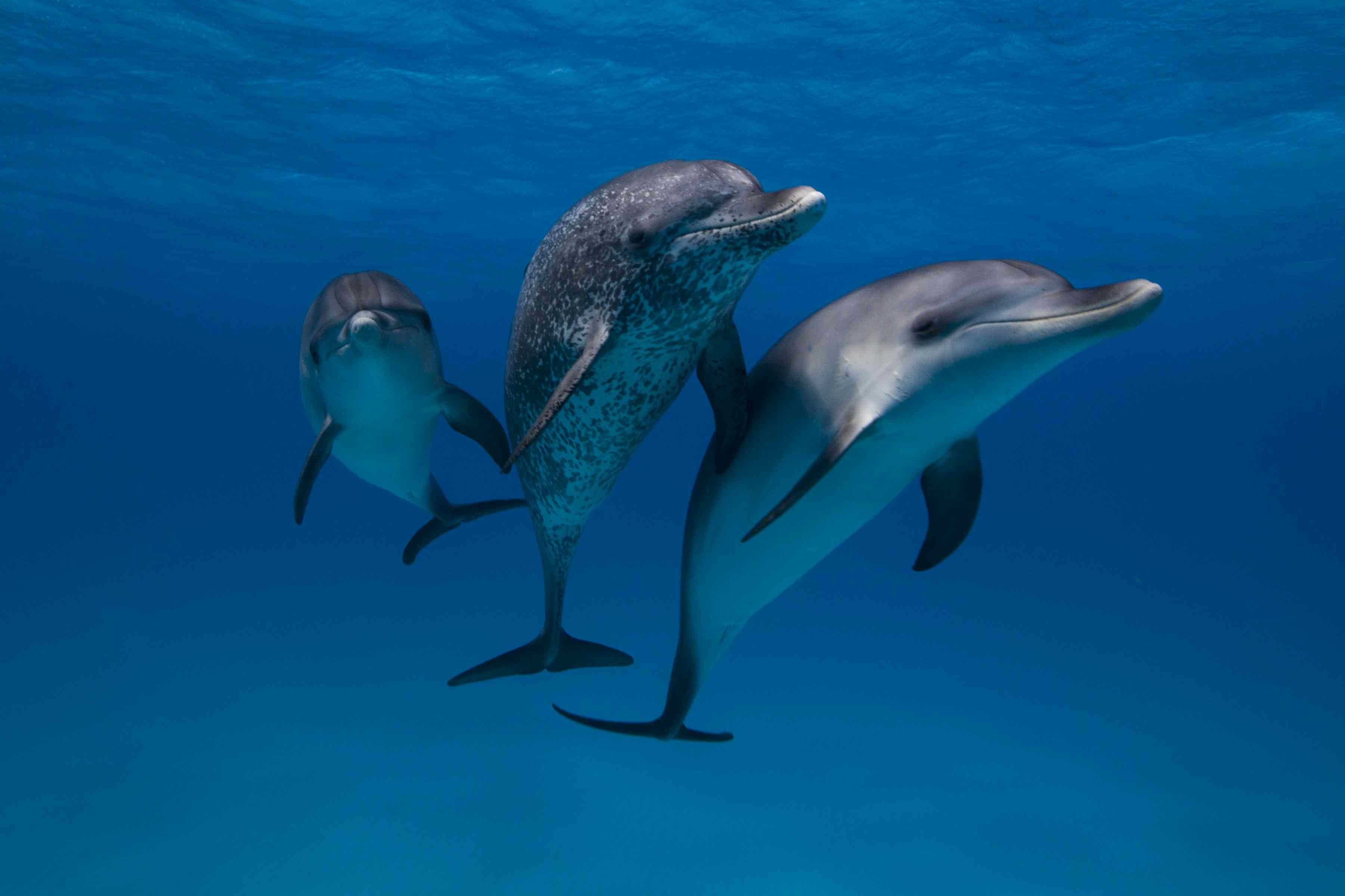 三只海豚在水下。“width=
