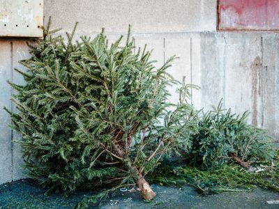 废弃圣诞树