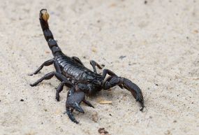 沙子里的蝎子