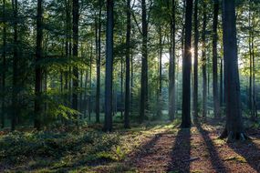 黑森林位于德国Baden-Württemberg，占地超过2000平方英里