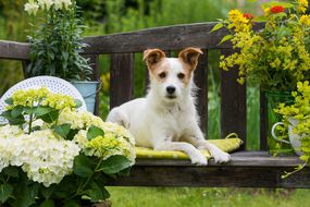小狗在花园长凳上