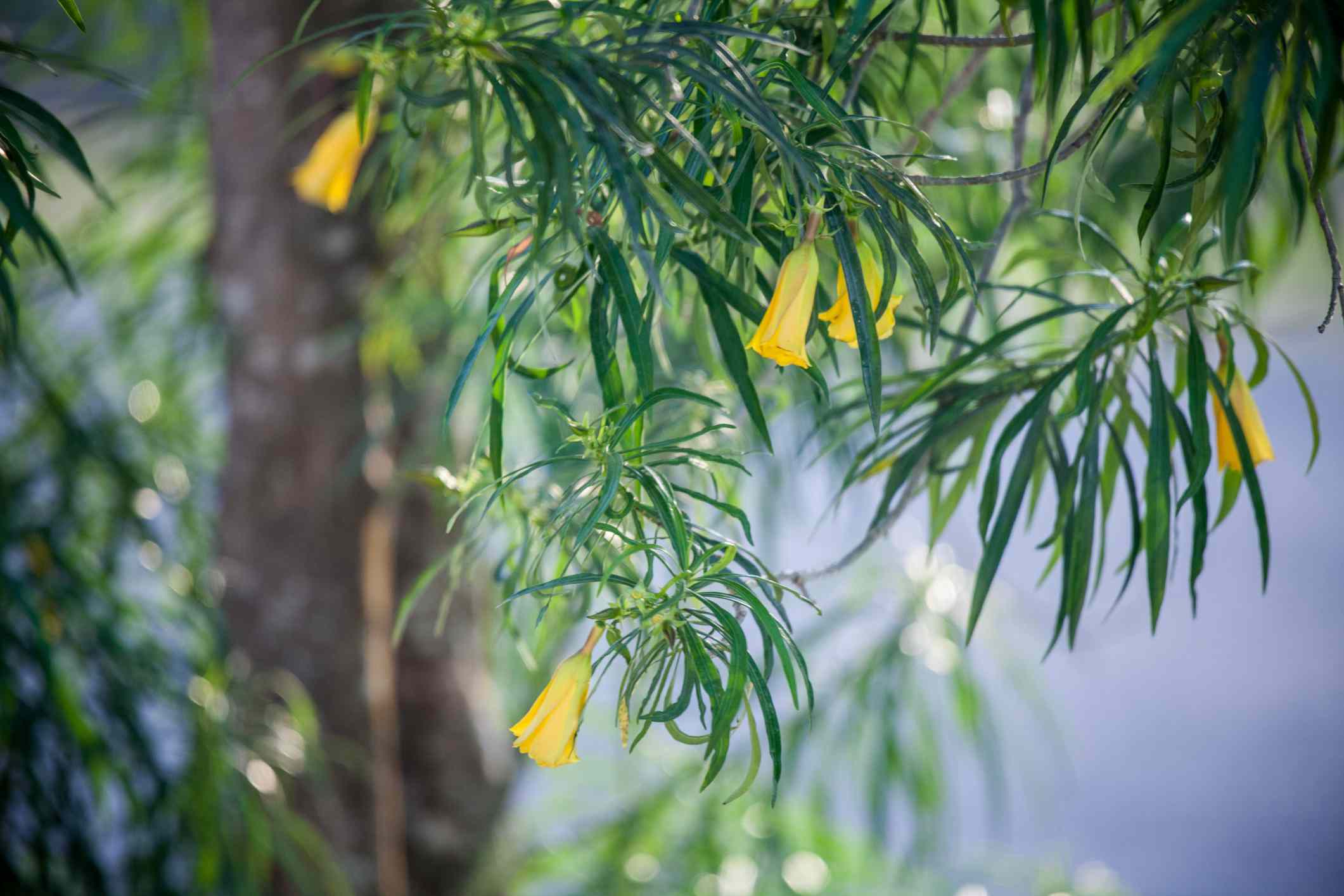 黄夹竹桃(Cascabela thevetia)