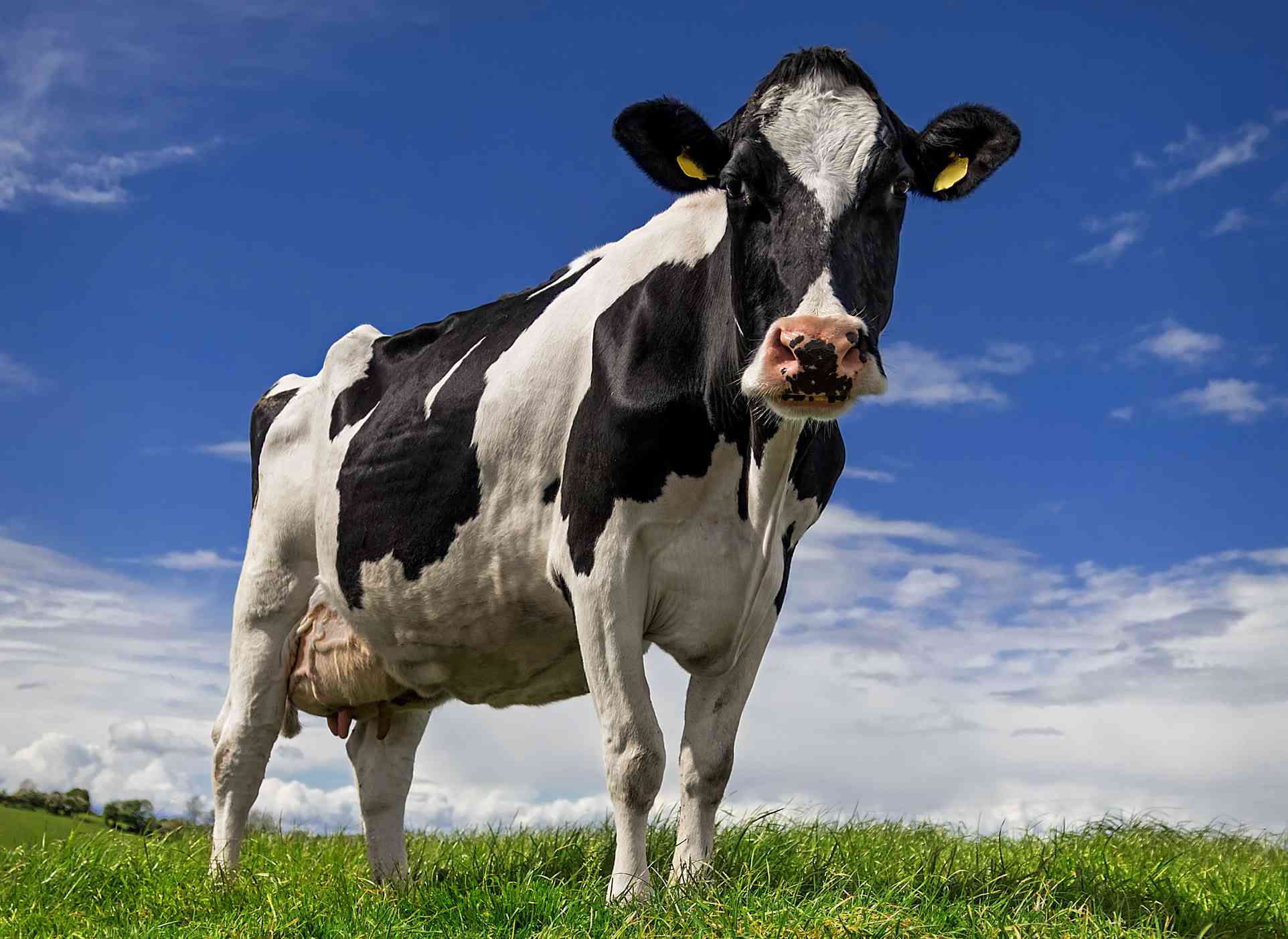一头黑白相间的奶牛从碧绿的牧场上俯视着明亮的蓝天。＂width=