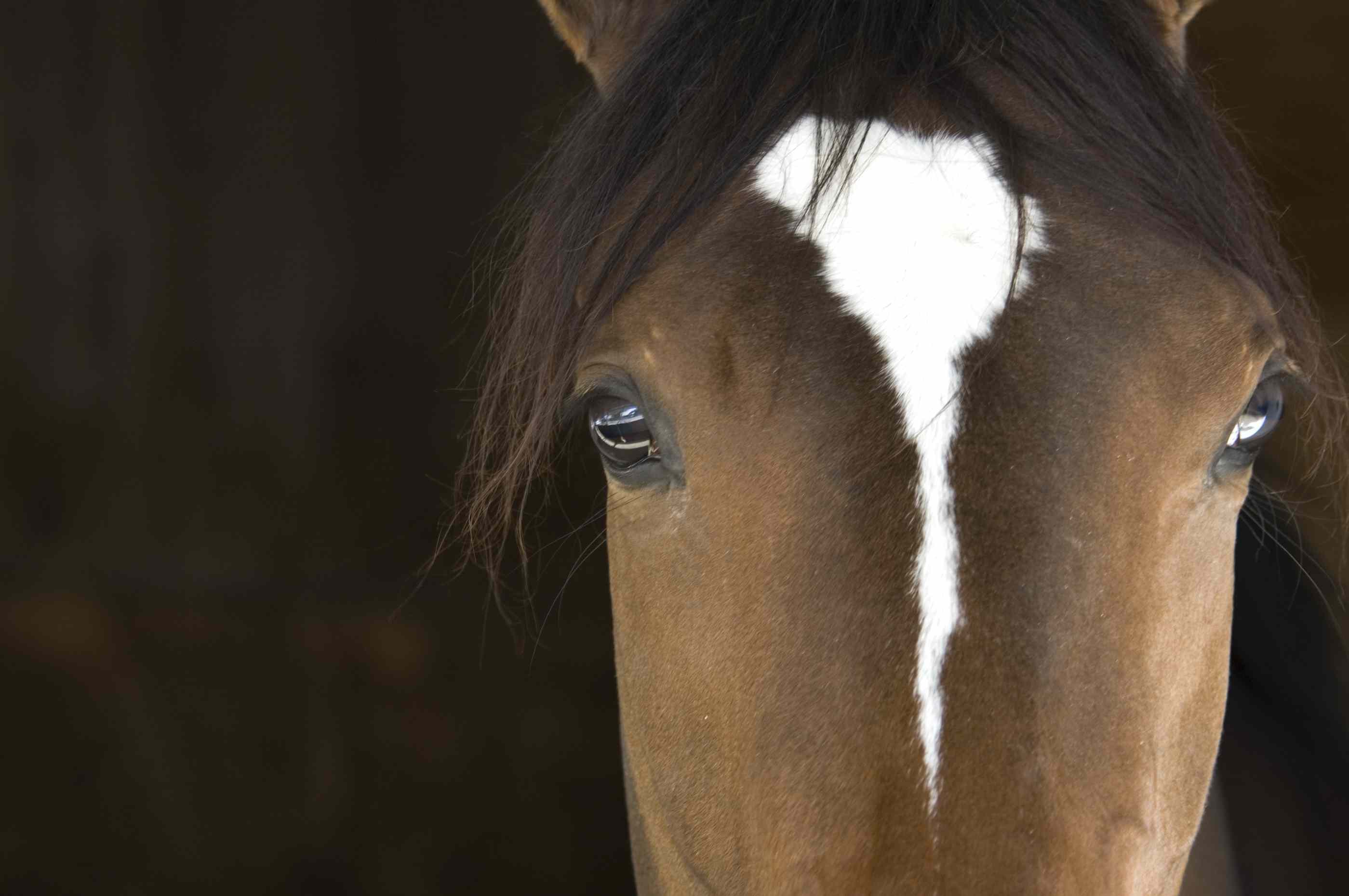 近前视图的马的脸显示大眼睛远远分开在头部两侧＂width=