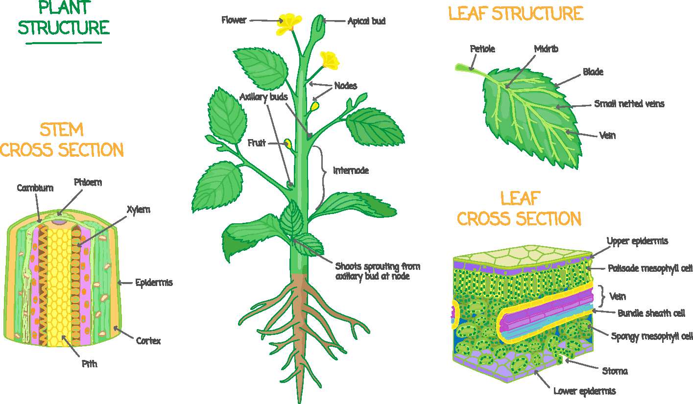 植物结构图