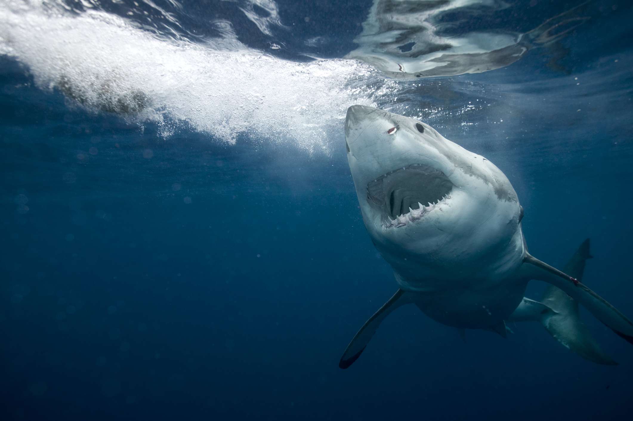 伟大的白色鲨鱼用嘴巴向照相机开放“width=