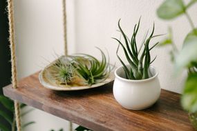 陶瓷碗的空气植物木架子上