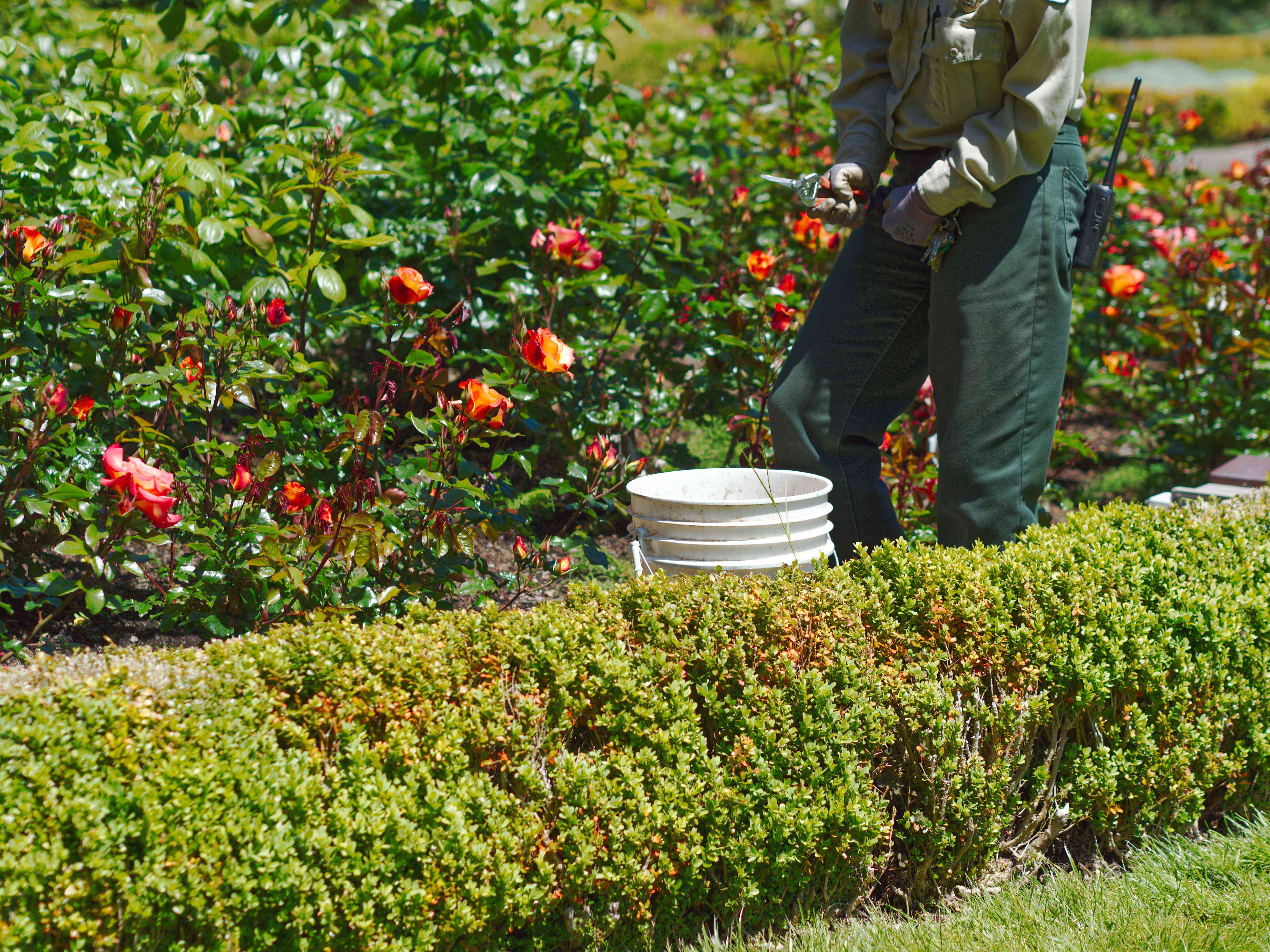 园丁戴着手套，拿着工具，走在一排排盛开的玫瑰灌木丛中