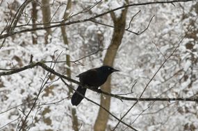 雪林里，一只黑鸟栖息在树枝上