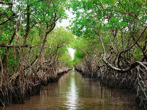 佛罗里达州大沼泽城市的保护生态碳捕获红树林。